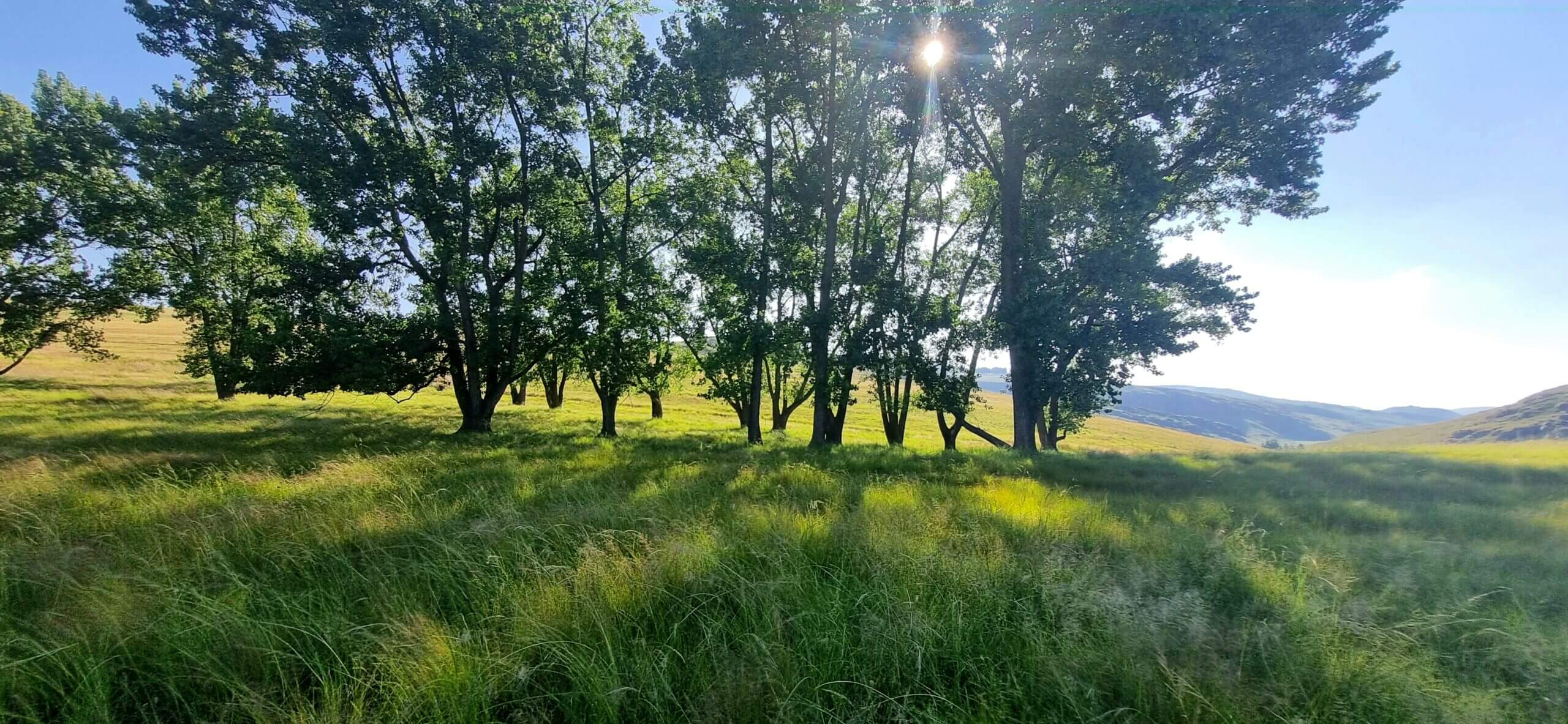 trees with sun light shining