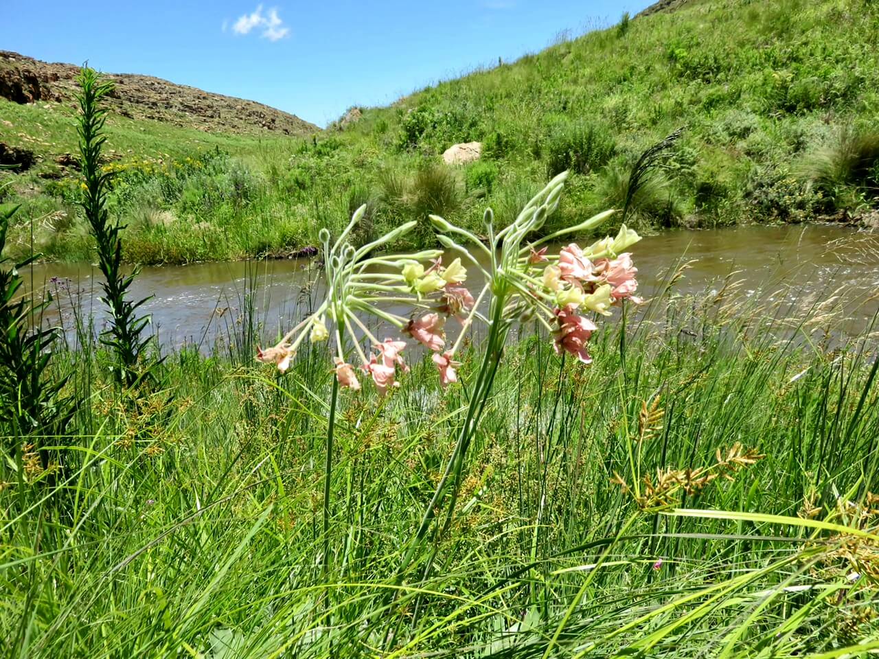 flowers