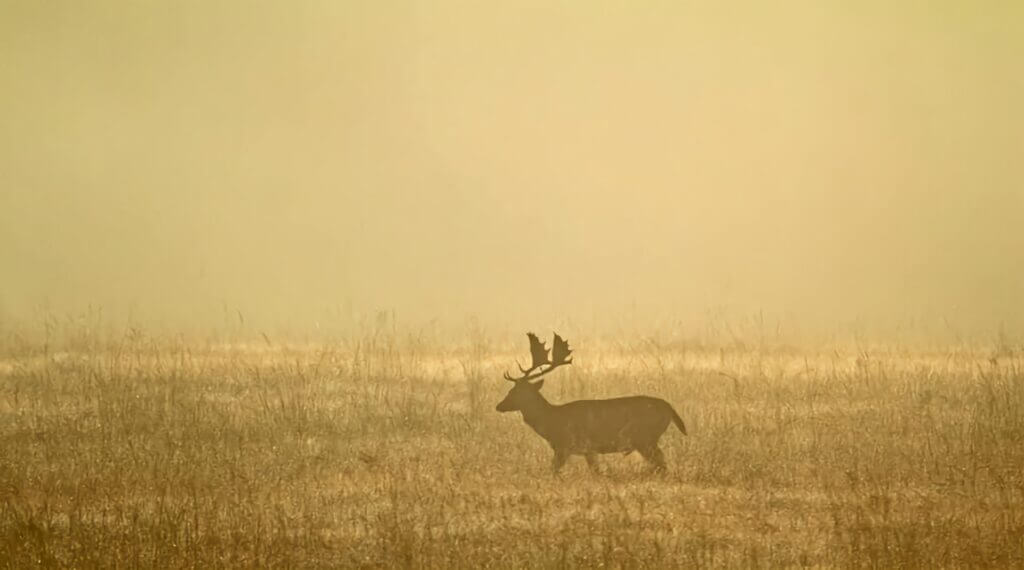 fallow deer uitvlugt